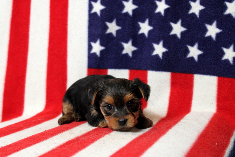 puppy, for, sale, Yorkshire Terrier, Matthew B. Stoltzfus, dog, breeder, Gap, PA, dog-breeder, puppy-for-sale, forsale, nearby, find, puppyfind, locator, puppylocator, aca